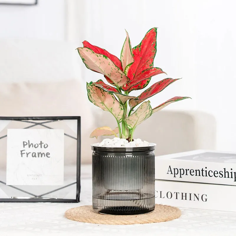 Transparent Self-Watering Succulent Planter
